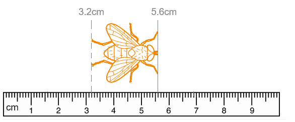 Maths 11plus scale